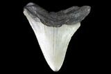 Bargain, Fossil Megalodon Tooth - North Carolina #101247-2